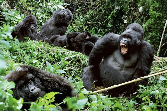 Gorillas in Bwindi
